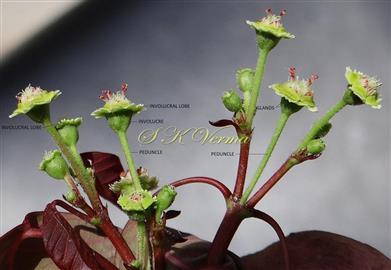 Inflorescence